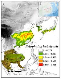 Attēlu rezultāti vaicājumam “Pelophylax juvenile”