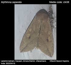 Attēlu rezultāti vaicājumam “Mythimna sp.”