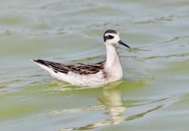 Attēlu rezultāti vaicājumam “Phalaropus lobatus”