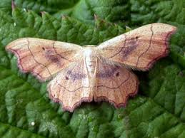 Attēlu rezultāti vaicājumam “Idaea emarginata”