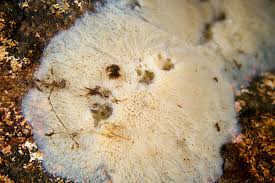 Attēlu rezultāti vaicājumam “Physarum decipiens”