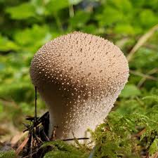 Attēlu rezultāti vaicājumam “Lycoperdon perlatum”
