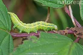 Attēlu rezultāti vaicājumam “Lacanobia oleracea”