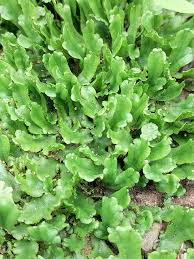 Attēlu rezultāti vaicājumam “Marchantiopsida”