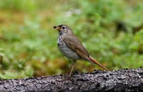 Image result for Catharus guttatus