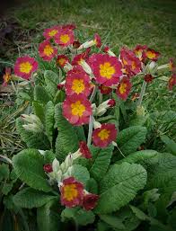 Attēlu rezultāti vaicājumam “Primula x polyantha flower”