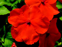 Image result for Impatiens walleriana