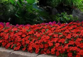 Image result for Impatiens walleriana