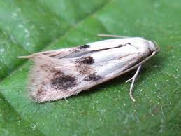 Attēlu rezultāti vaicājumam “Elachista maculicerusella”