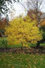 Attēlu rezultāti vaicājumam “Chionanthus virginicus”