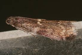 Attēlu rezultāti vaicājumam “Apomyelois bistriatella”