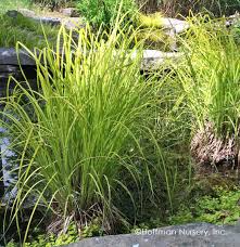 Attēlu rezultāti vaicājumam “Carex elata”