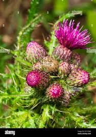 Attēlu rezultāti vaicājumam “Cirsium palustre flower”