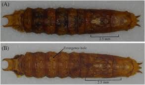 Attēlu rezultāti vaicājumam “Epirhoe tristata”