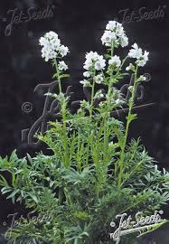 Image result for Polemonium coeruleum