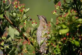 Attēlu rezultāti vaicājumam “Jynx torquilla adult”