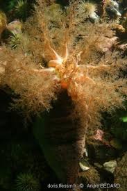 Image result for Cucumaria frondosa