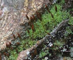 Attēlu rezultāti vaicājumam “Saelania glaucescens”