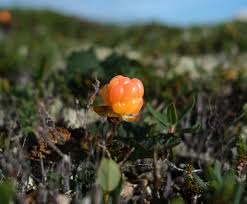 Attēlu rezultāti vaicājumam “Rubus chamaemorus fruit”