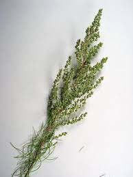 Image result for Artemisia caudata