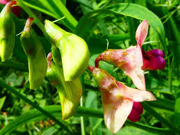 Attēlu rezultāti vaicājumam “Lathyrus sylvestris flower”