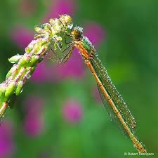Attēlu rezultāti vaicājumam “Lestes sponsa”