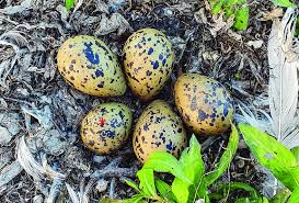 Attēlu rezultāti vaicājumam “Recurvirostra avosetta”