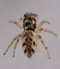 Attēlu rezultāti vaicājumam “Salticus sp.”