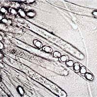 Attēlu rezultāti vaicājumam “Otidea onotica”