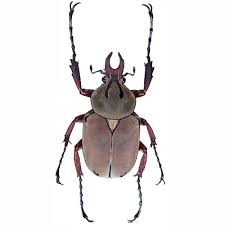 Attēlu rezultāti vaicājumam “Scarabaeidae”