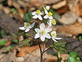 Attēlu rezultāti vaicājumam “Isopyrum thalictroides flower”