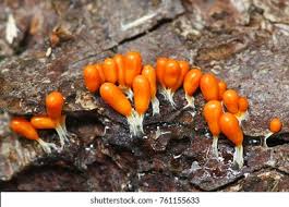 Attēlu rezultāti vaicājumam “Leocarpus sp.”