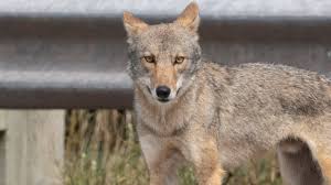 Image result for Hartlepool Coyotes