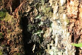 Attēlu rezultāti vaicājumam “Kretzschmaria deusta”