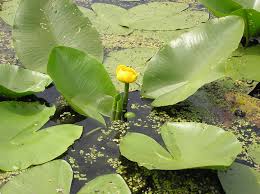 Attēlu rezultāti vaicājumam “Nuphar lutea”