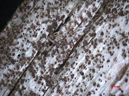 Attēlu rezultāti vaicājumam “Xylographa paralella”