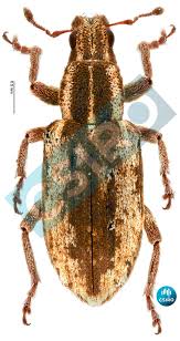 Attēlu rezultāti vaicājumam “Sitona sp.”