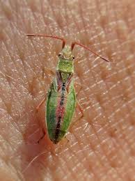 Attēlu rezultāti vaicājumam “Myrmus miriformis”