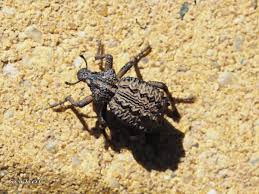 Image result for Brachycerus undatus