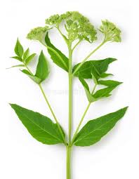 Attēlu rezultāti vaicājumam “Fagopyrum esculentum leaf”