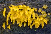 Attēlu rezultāti vaicājumam “Calocera cornea”