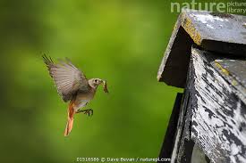 Attēlu rezultāti vaicājumam “Phoenicurus phoenicurus female”