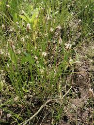 Attēlu rezultāti vaicājumam “Eleocharis uniglumis flower”