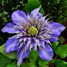 Image result for clematis multi blue