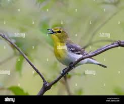 Image result for Vireo flavifrons
