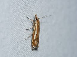 Attēlu rezultāti vaicājumam “Crambus pratella”