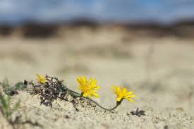 Attēlu rezultāti vaicājumam “Leontodon autumnalis  flower”