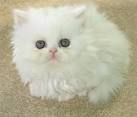 Persian Cat Breed   Cat Pictures Information