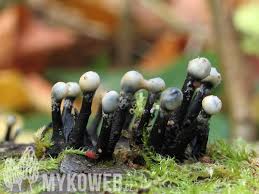 Attēlu rezultāti vaicājumam “Holwaya mucida”