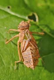 Attēlu rezultāti vaicājumam “exuvia”